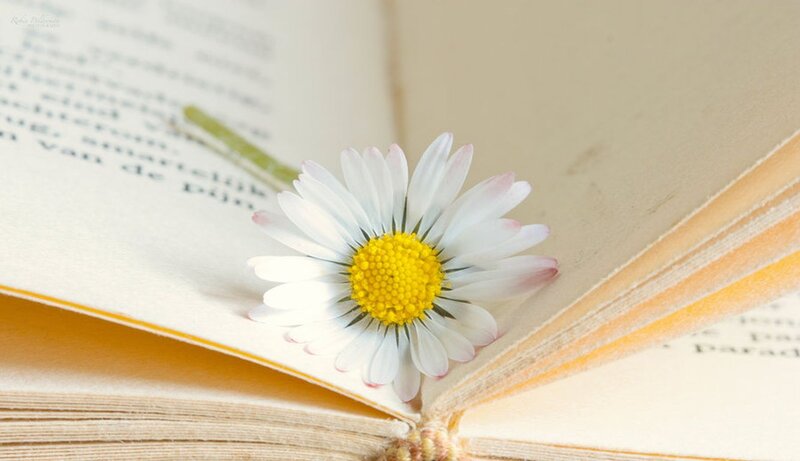 Daisy in Open Book — White, Serene