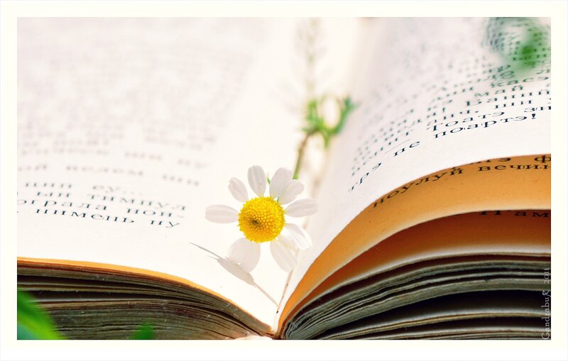 Daisy in Open Book — White