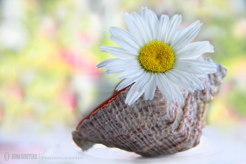 Daisy in Seashell