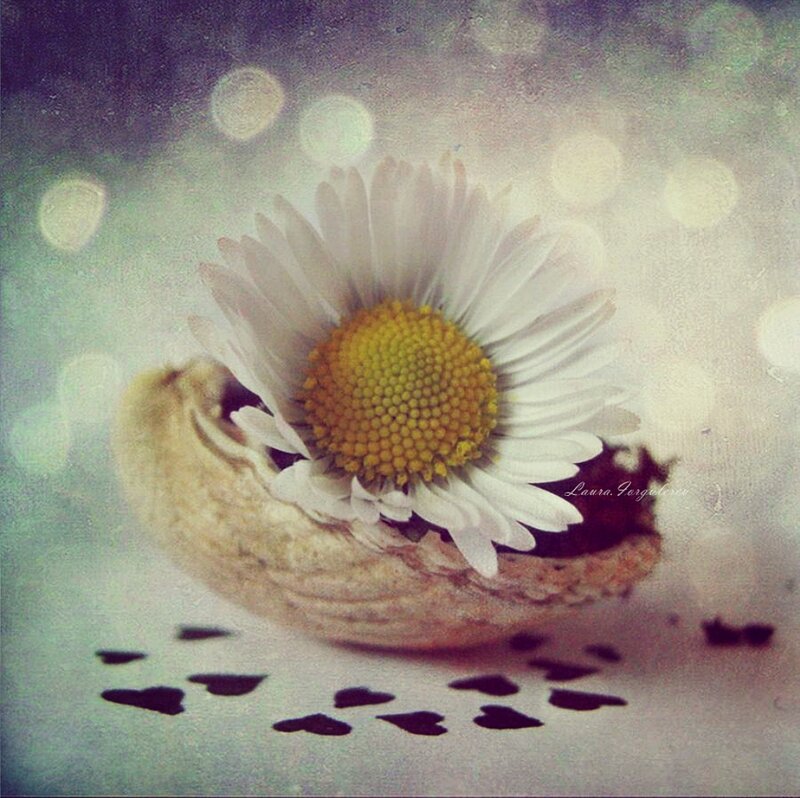 Daisy in Shell