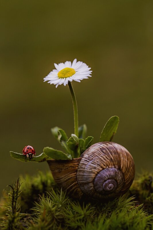 Daisy in Snail Shell