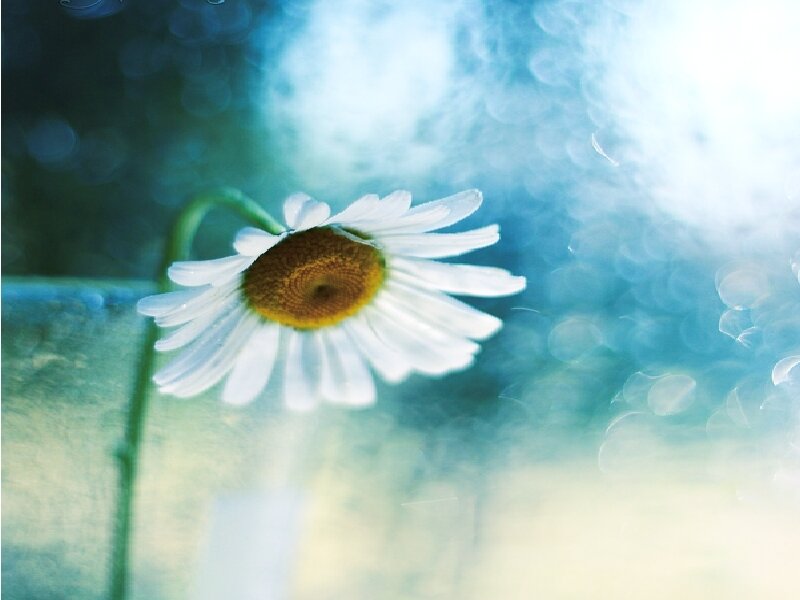 daisy in soft focus