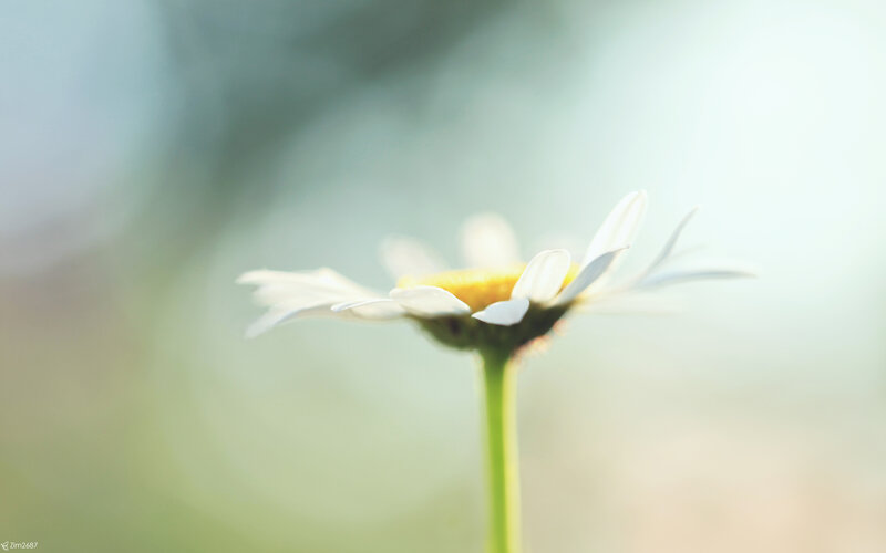daisy in soft focus