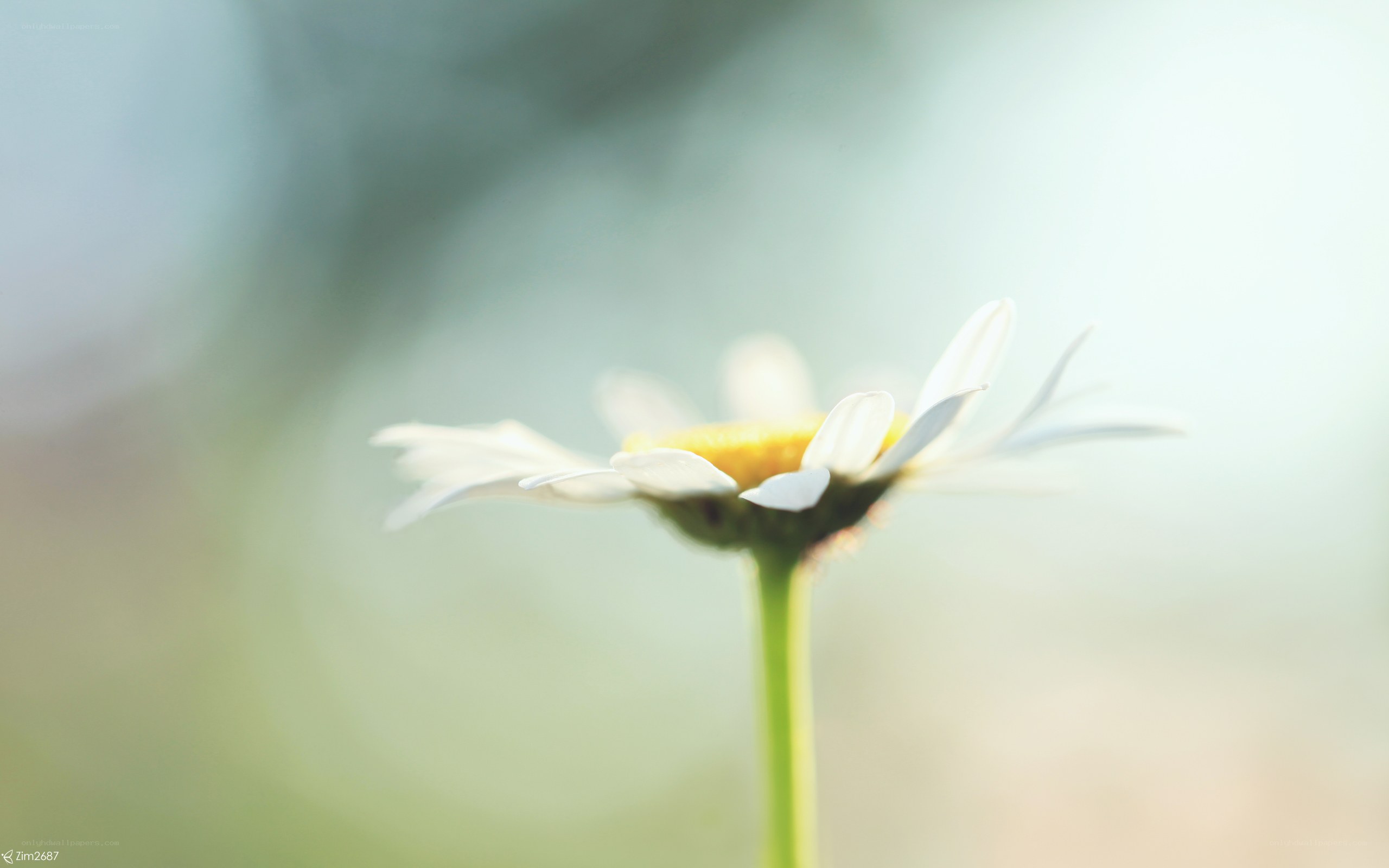 daisy in soft focus