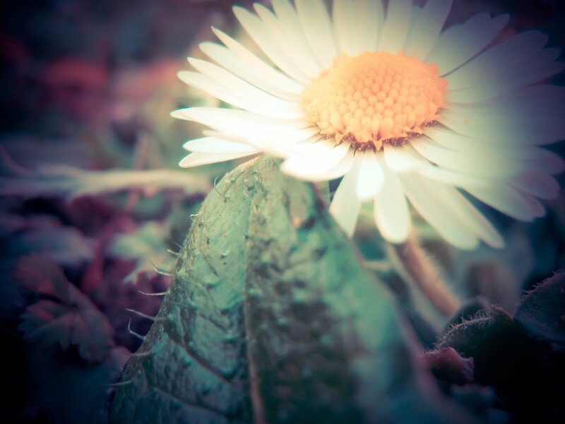 daisy in soft light