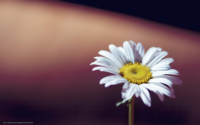 daisy in soft light