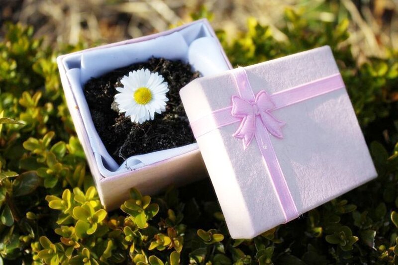 Daisy in Soil Box
