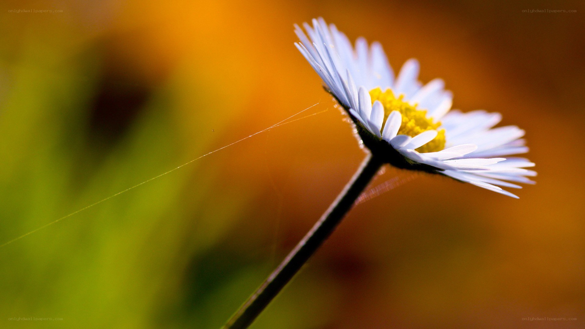 daisy in sunlight