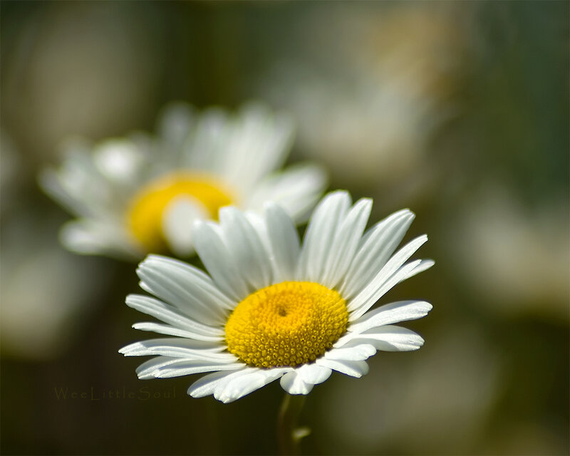 Daisy in Sunlight