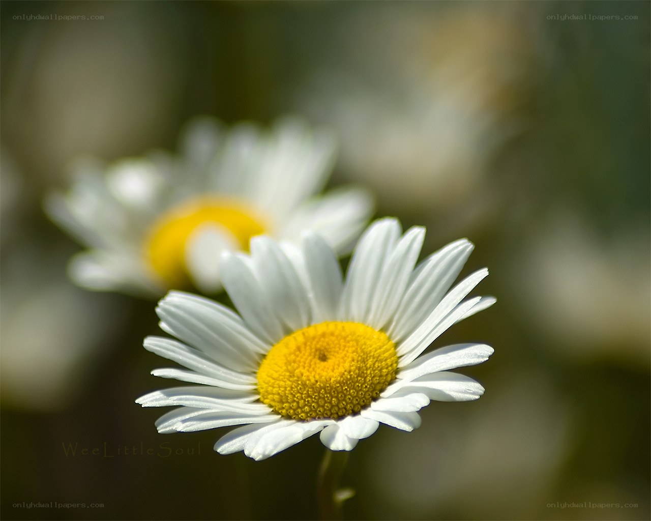 Daisy in Sunlight