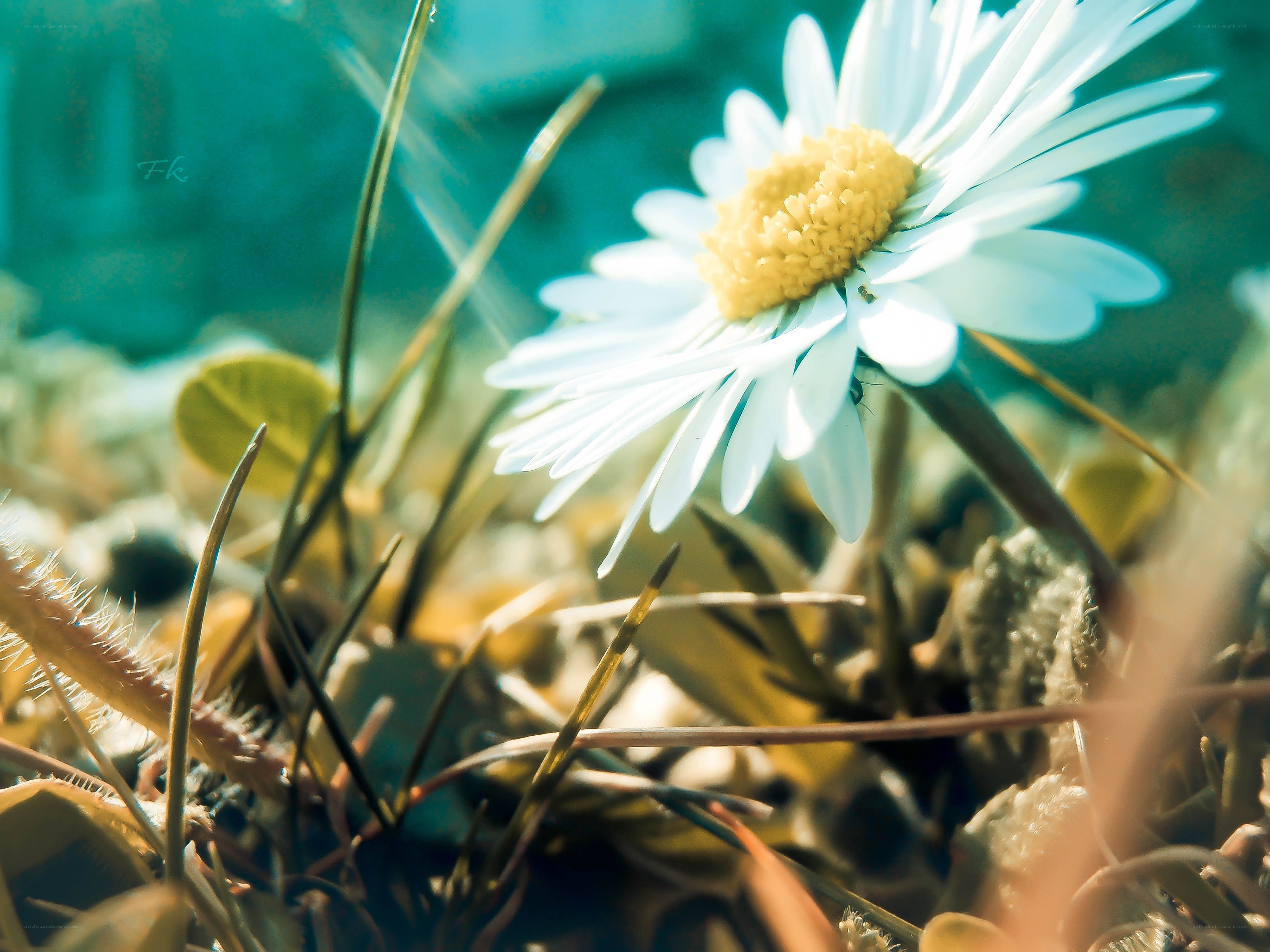 daisy in sunlit grass