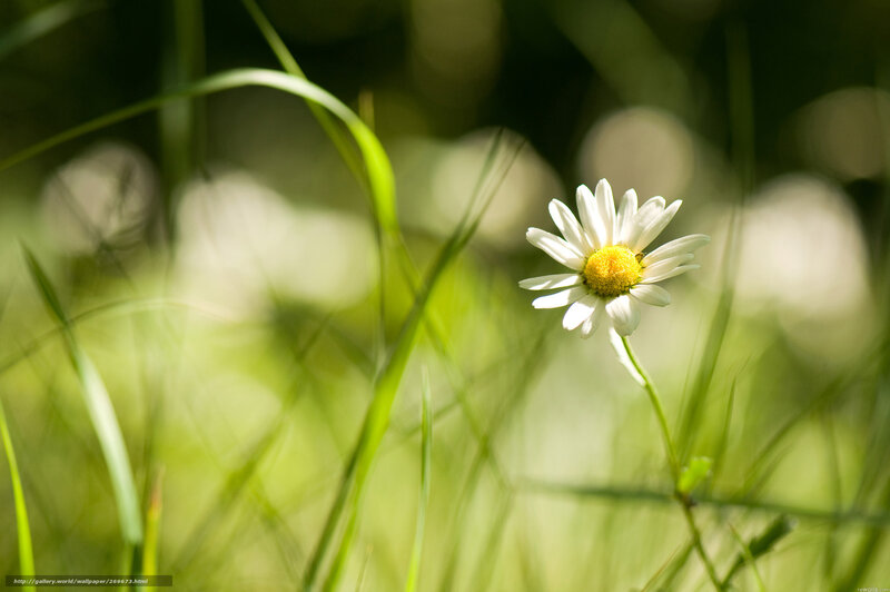 Daisy in sunlit grass