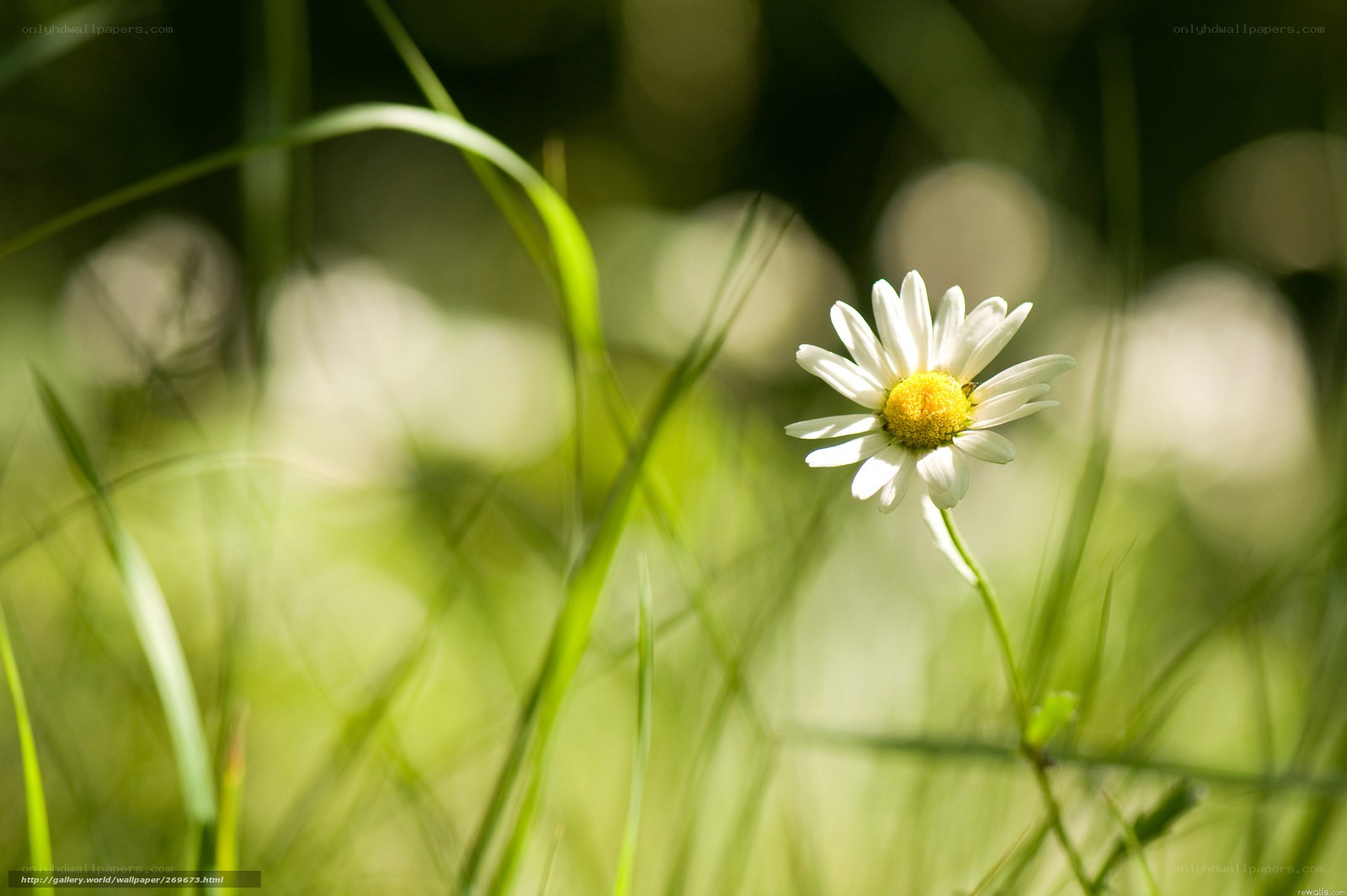 Daisy in sunlit grass