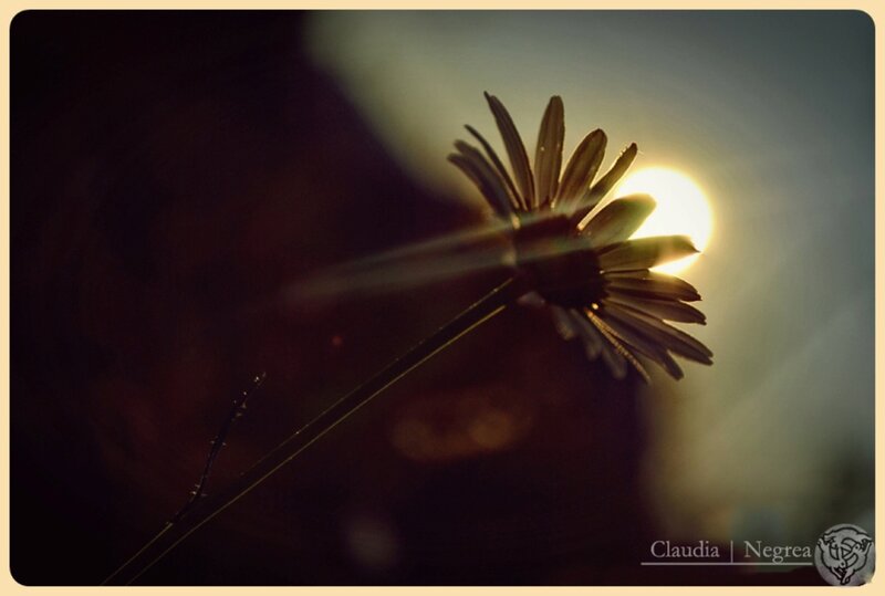 Daisy in Sunset