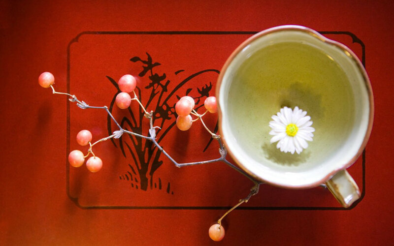 Daisy in Tea Cup — Red
