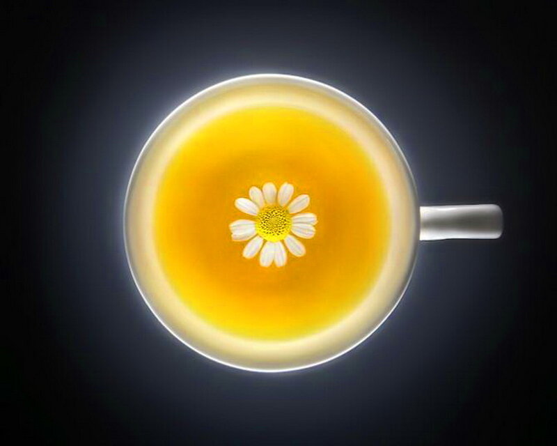 Daisy in Tea Cup