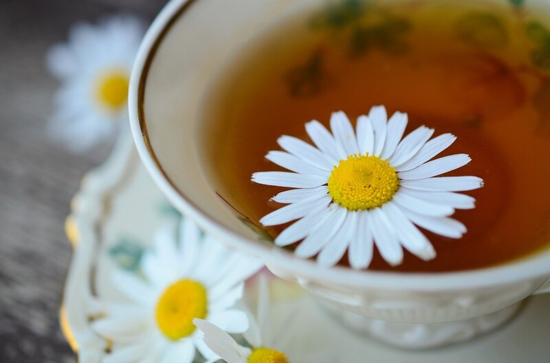 Daisy in Tea Cup — White, Calm