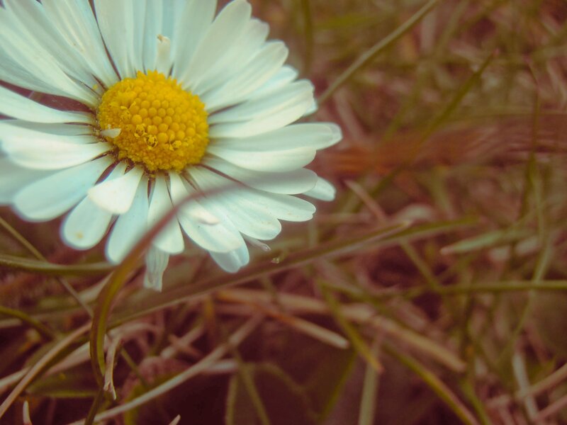 daisy in the grass