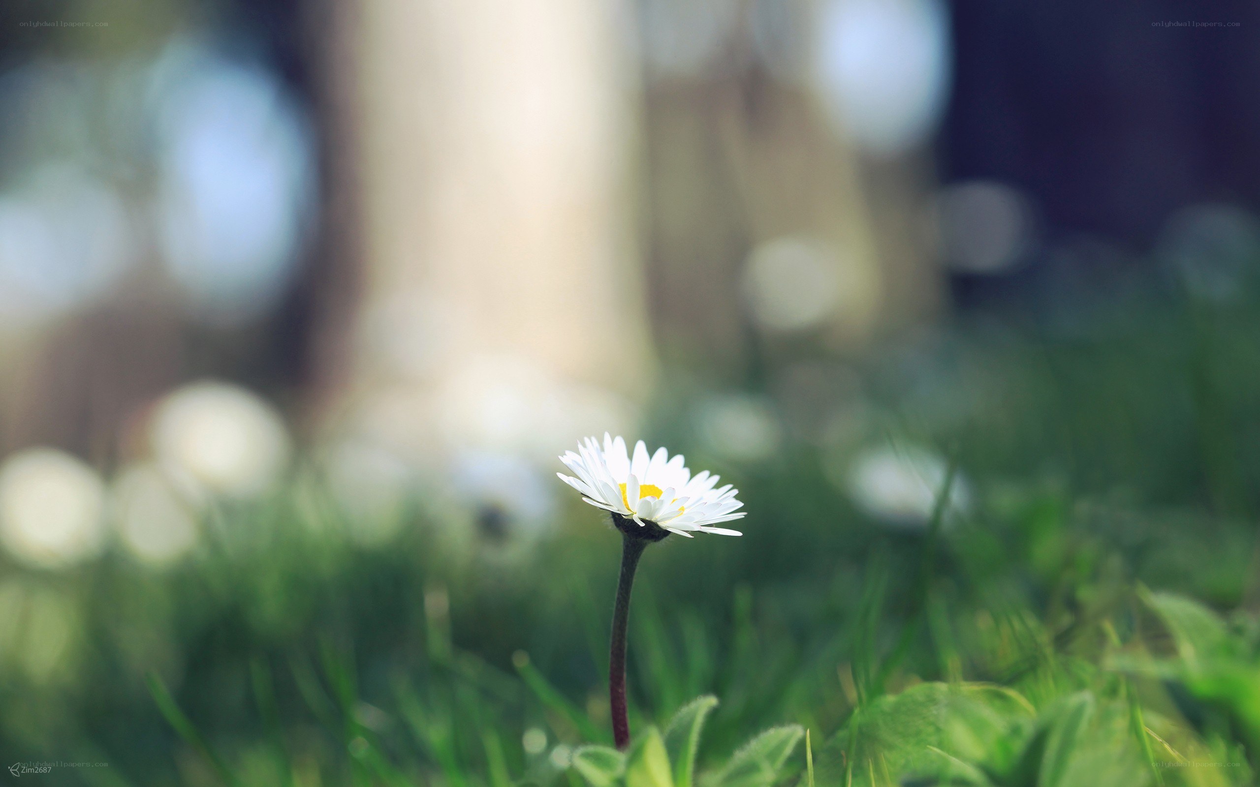 daisy in the grass