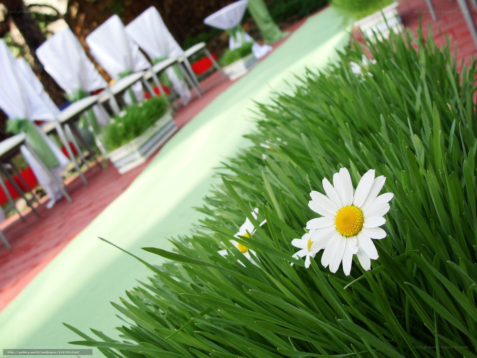 Daisy in the grass at an event