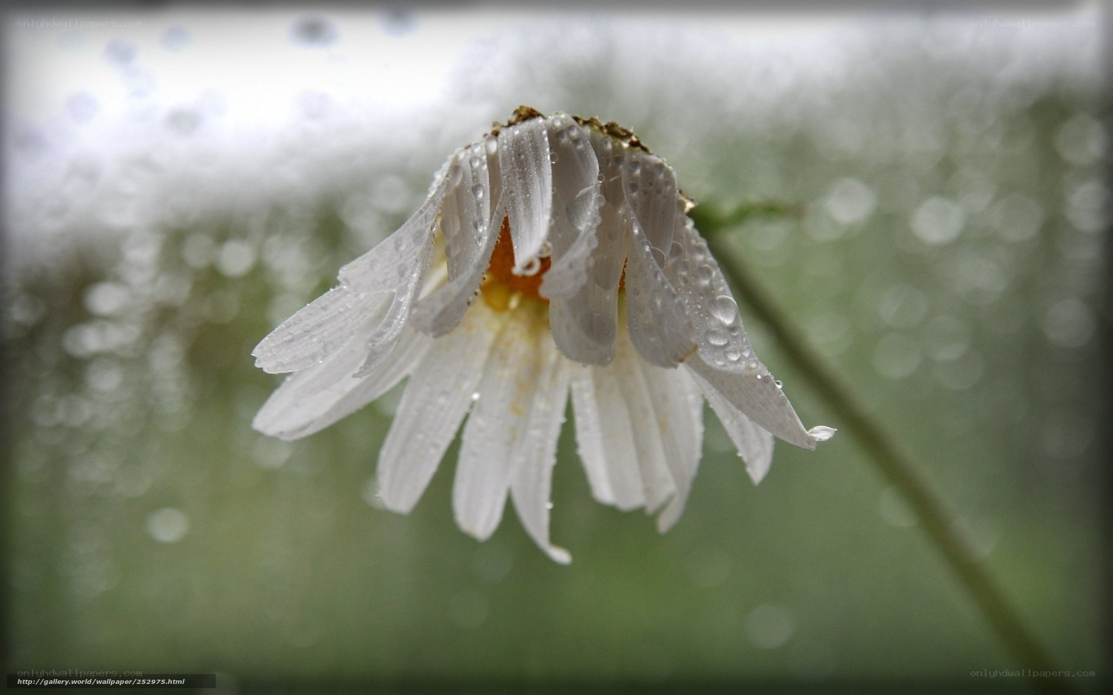 daisy in the rain