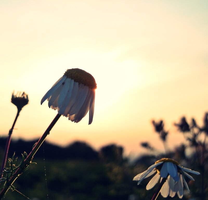 Daisy in the sunset
