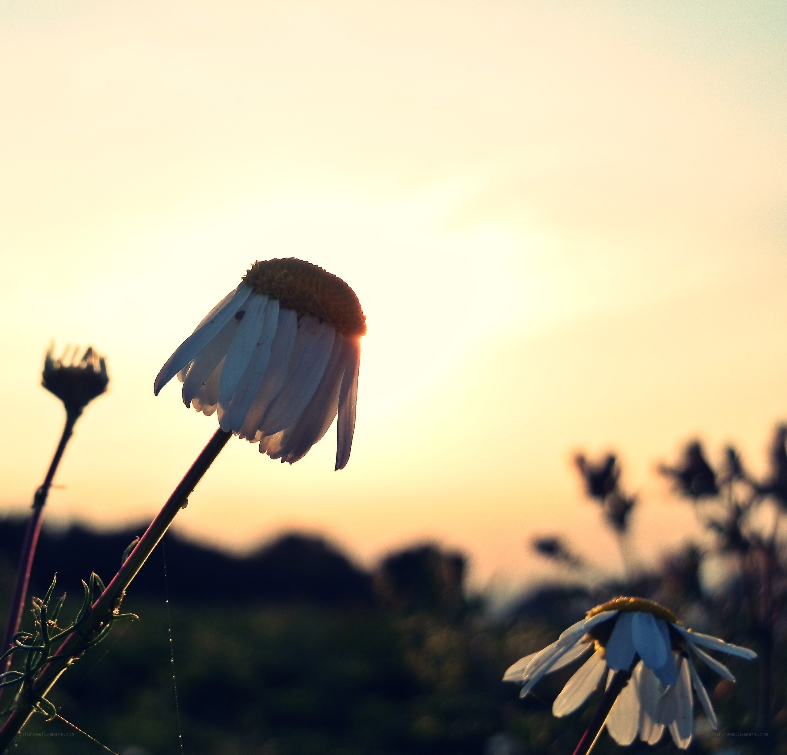 Daisy in the sunset