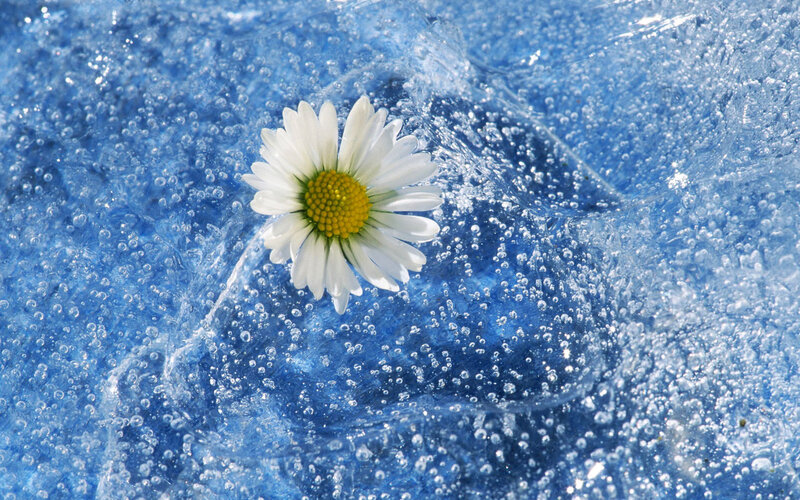 Daisy in Water — Blue, Calm