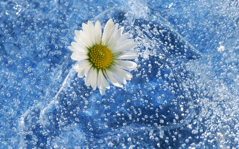 Daisy in Water — Blue