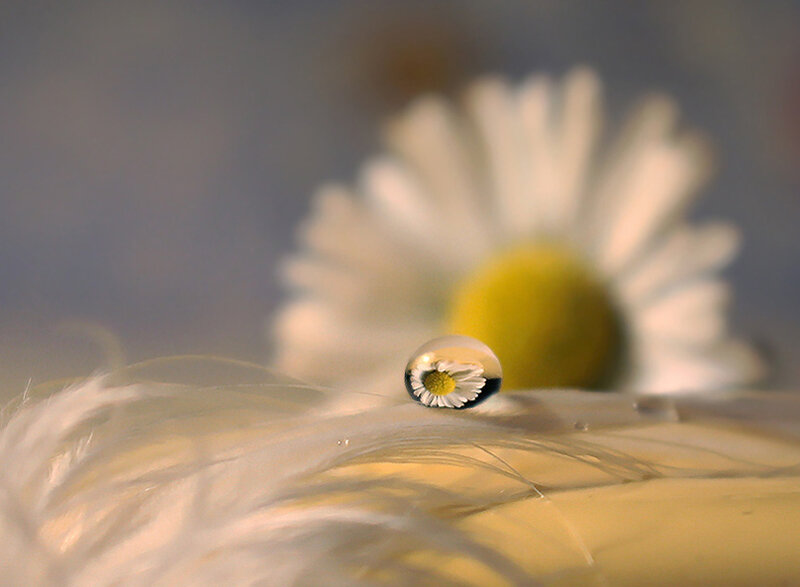 Daisy in Water Droplet