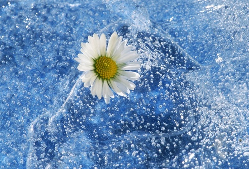 Daisy in Water