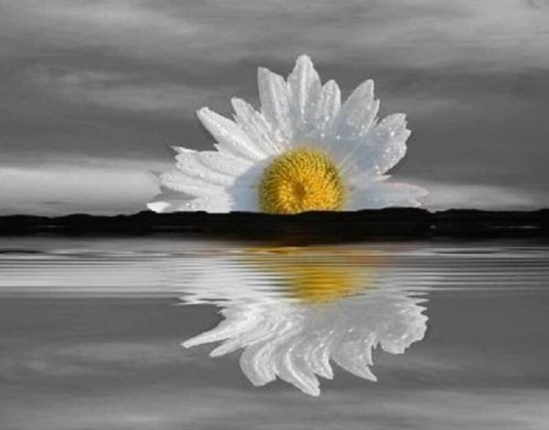 Daisy in Water — White