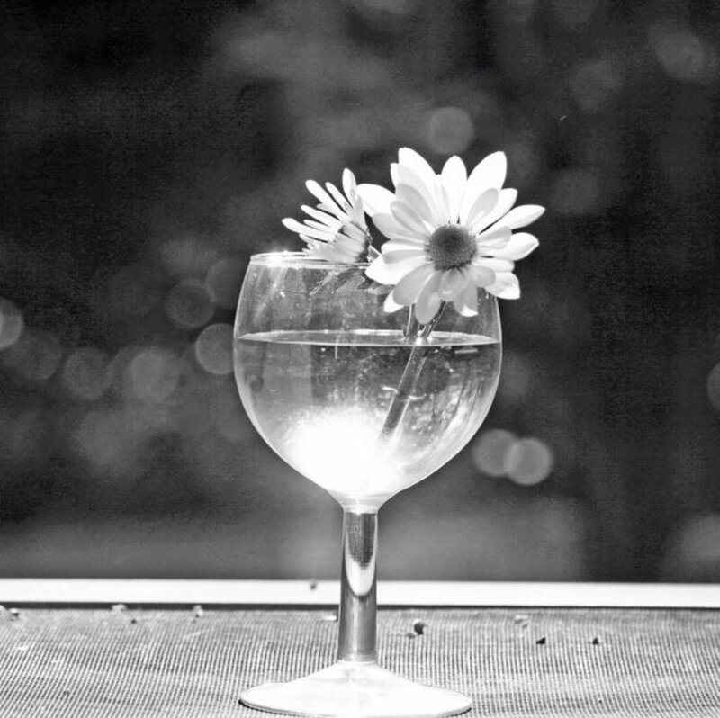 Daisy in Wine Glass