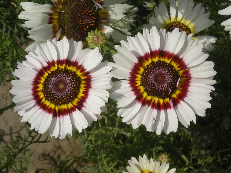 Daisy-like Flowers
