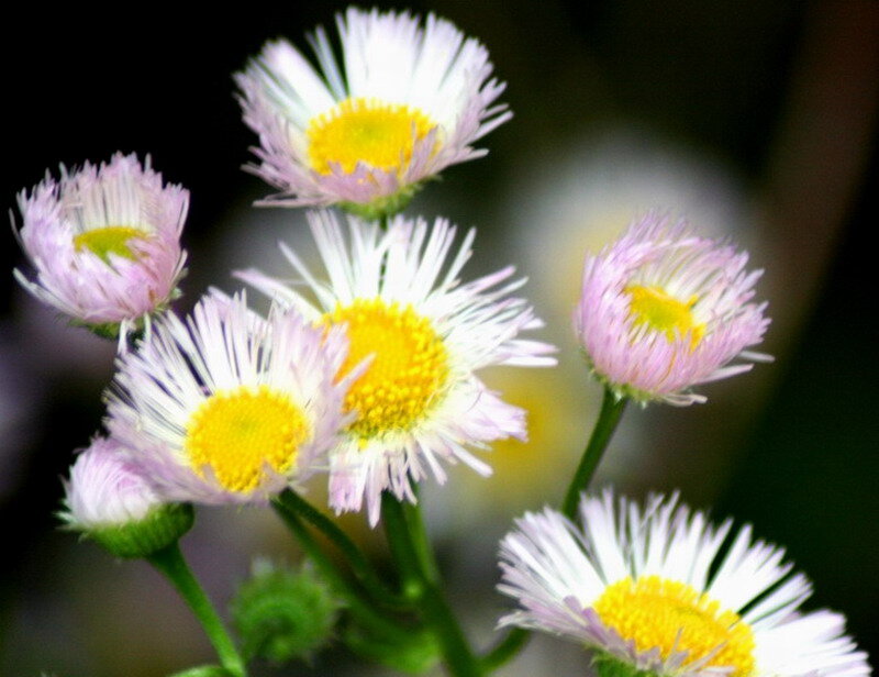 Daisy-like Flowers — White