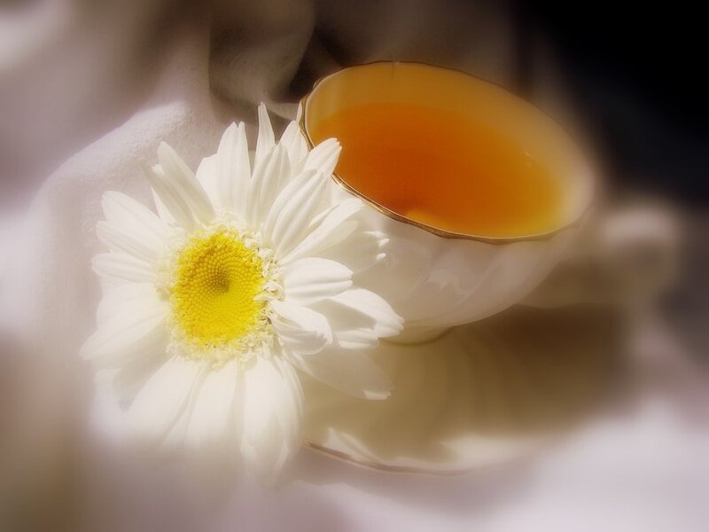 Daisy Next to Tea Cup