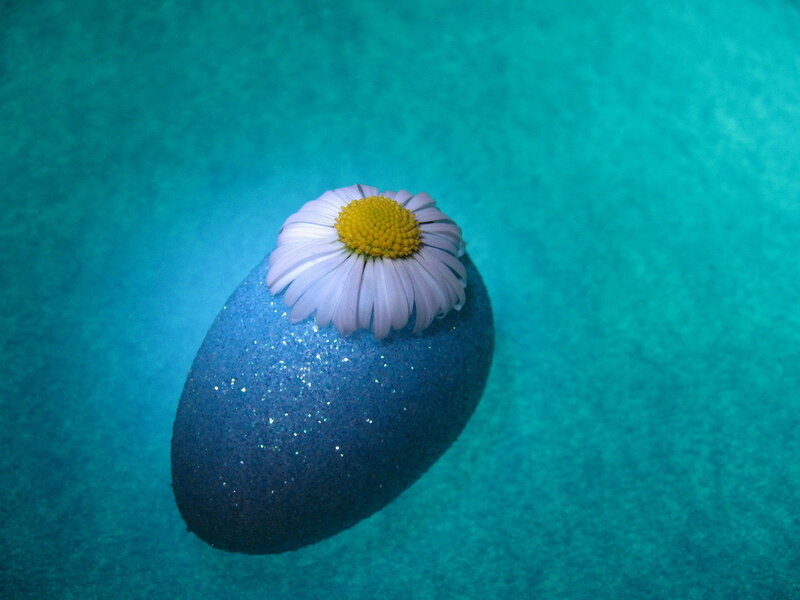daisy on a blue stone