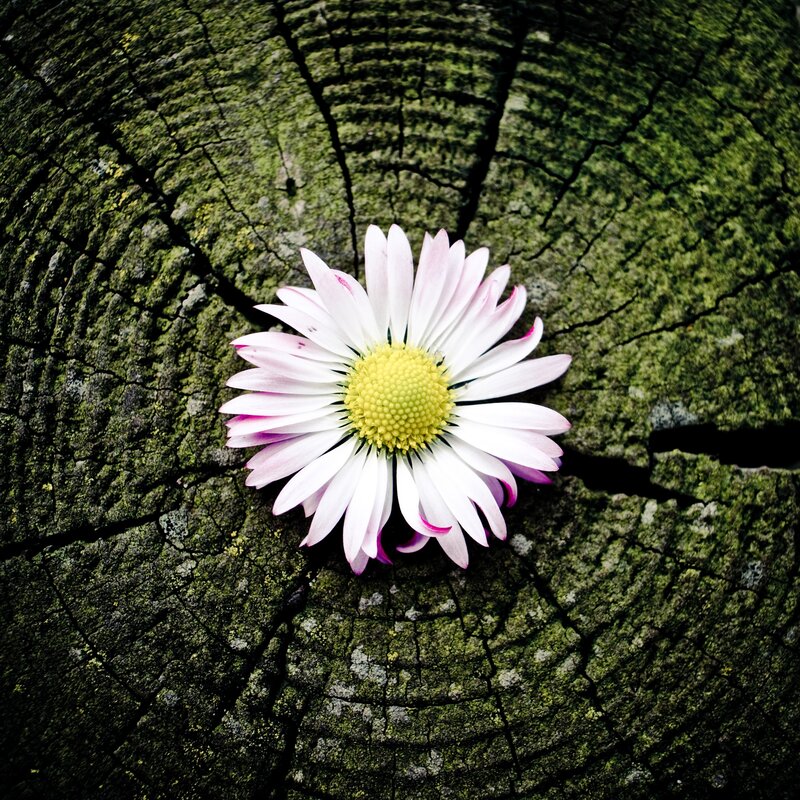 daisy on a mossy stump