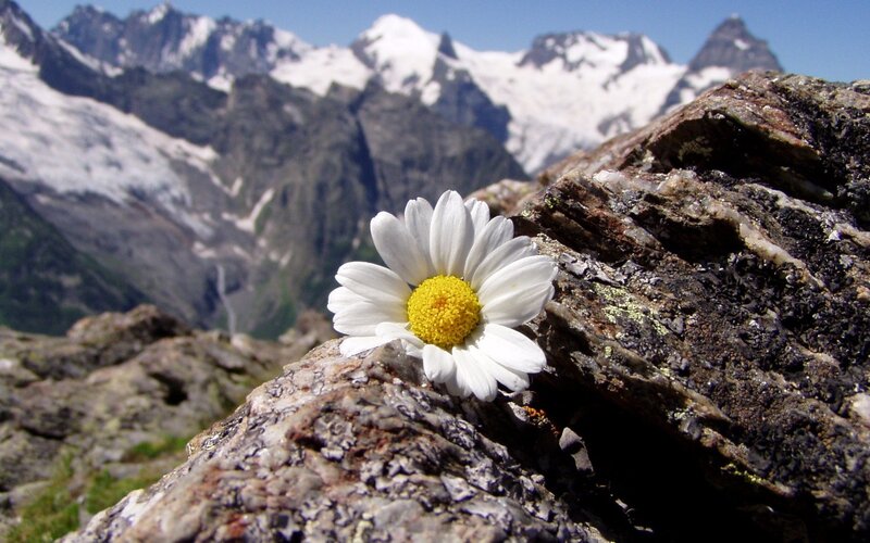 Daisy on a mountain rock