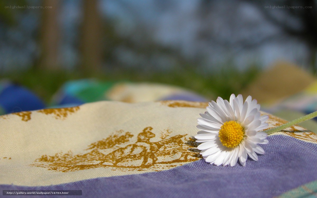 daisy on a patterned cloth