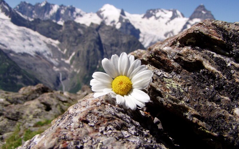 Daisy on a Rock — White, Serene, Summer