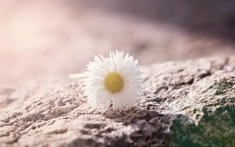 Daisy on a Rock — White, Serene
