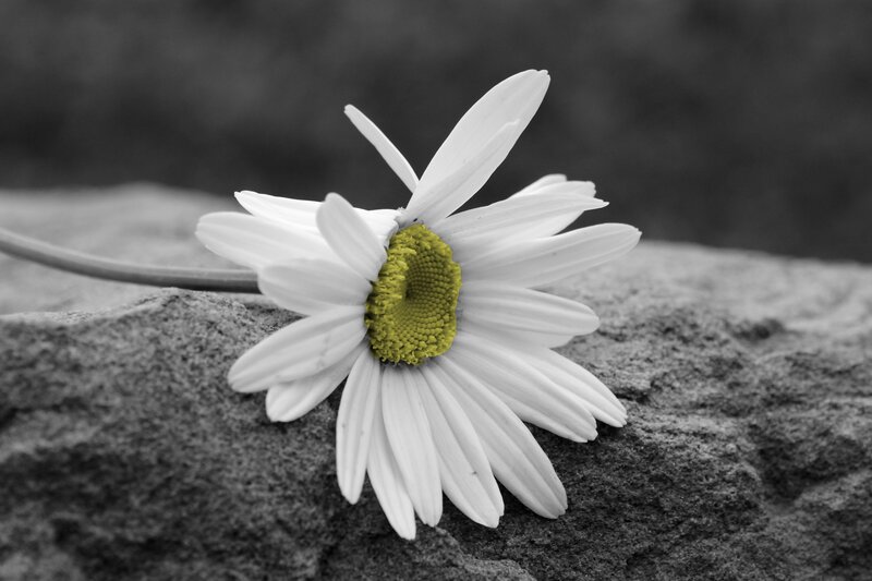 Daisy on a Rock — White