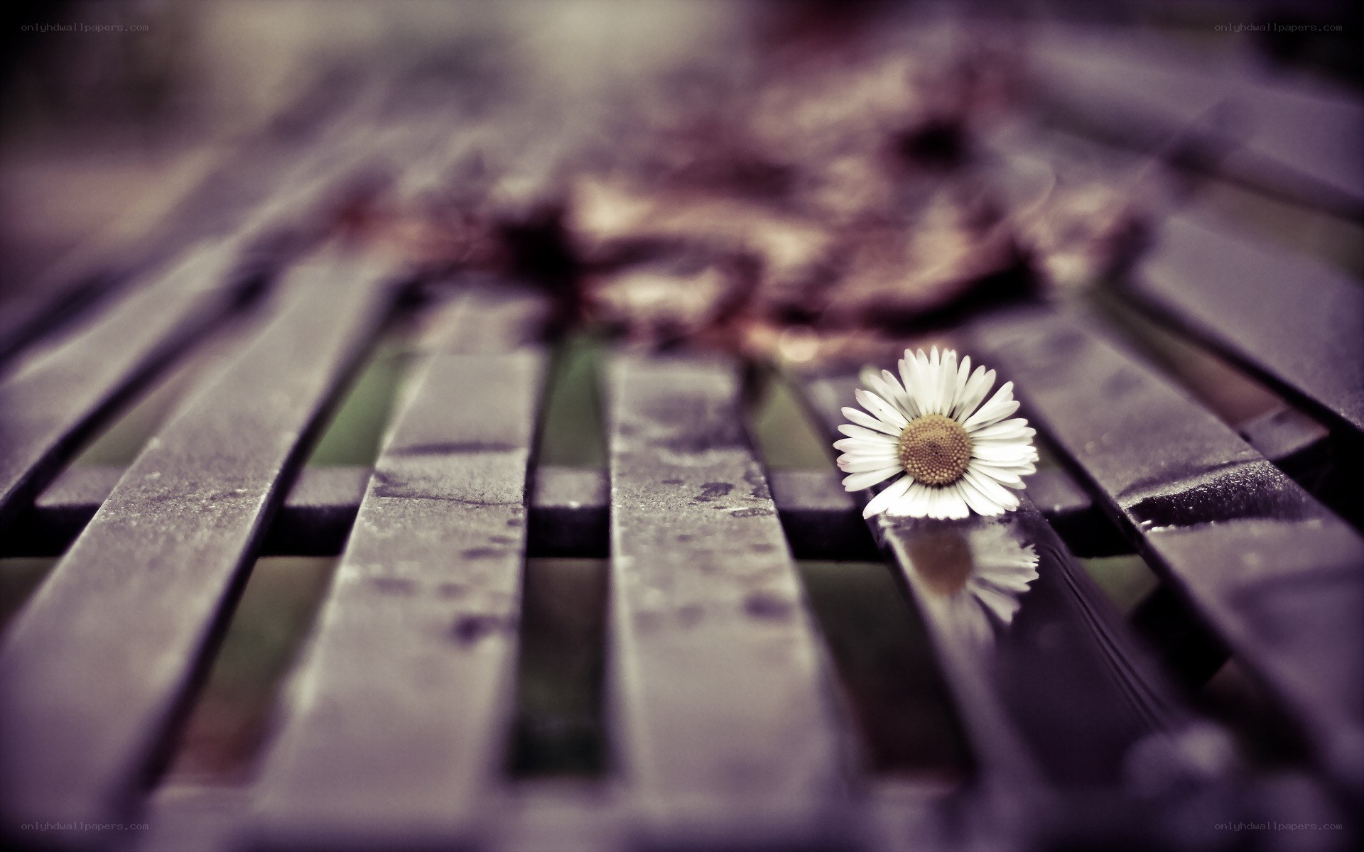 daisy on a wooden bench