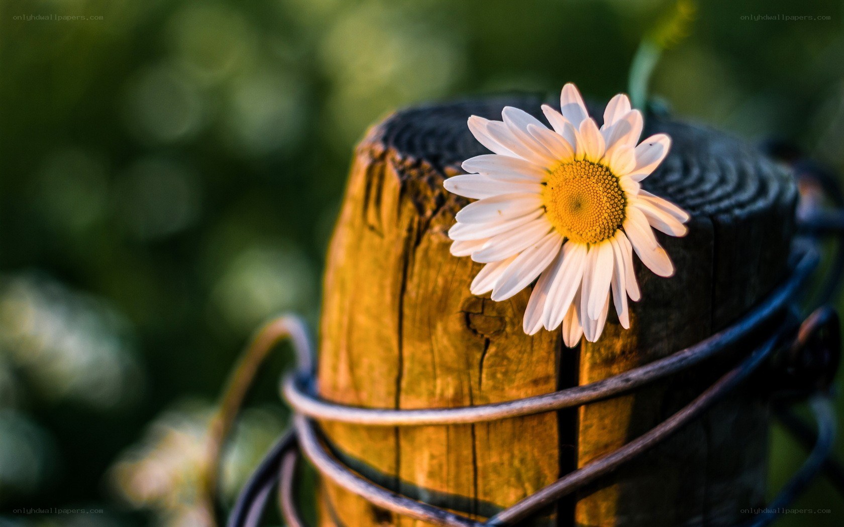 daisy on a wooden post