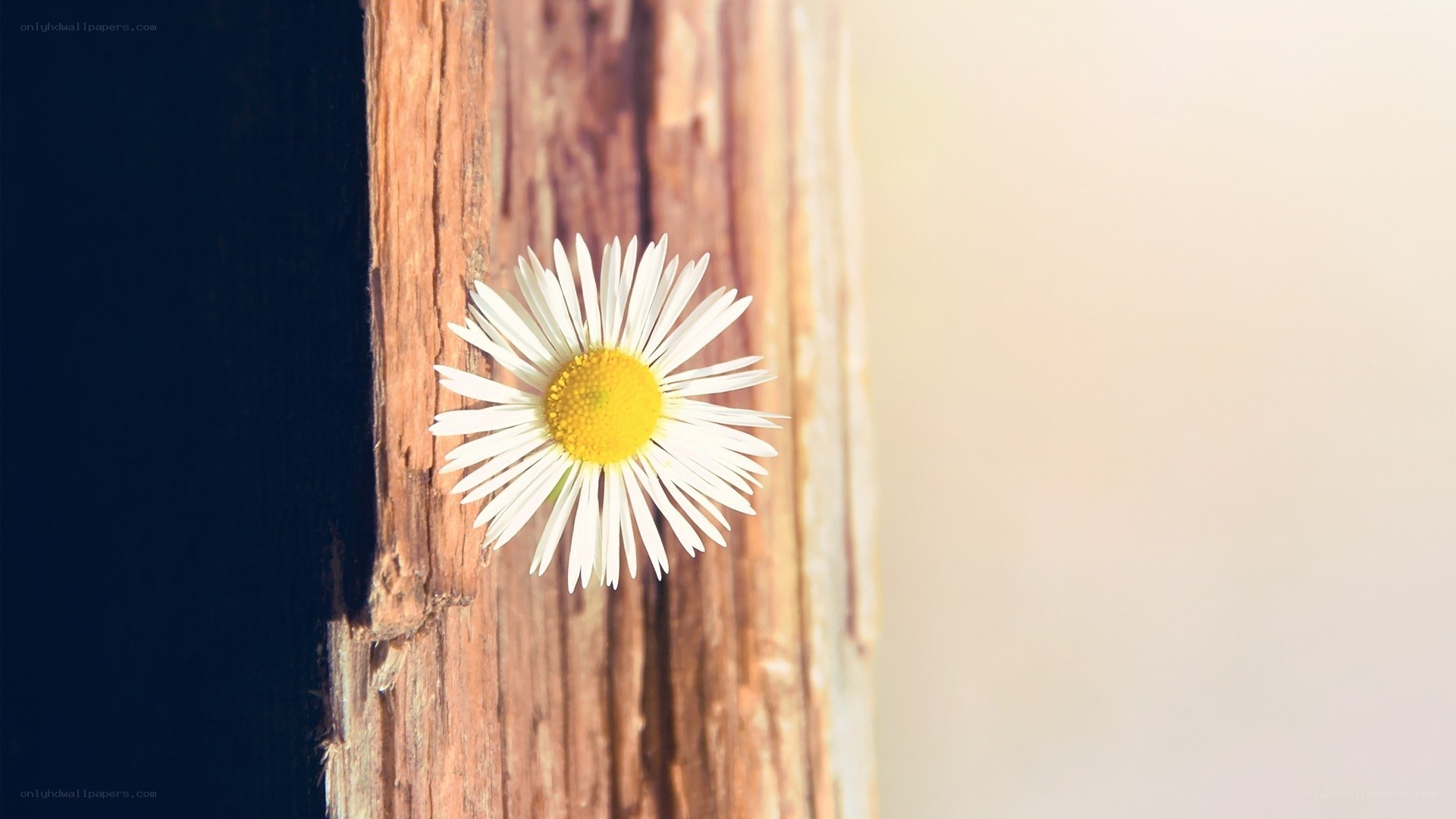 Daisy on a wooden post