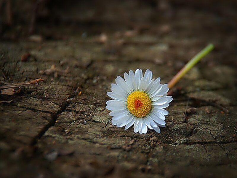Daisy on a wooden surface