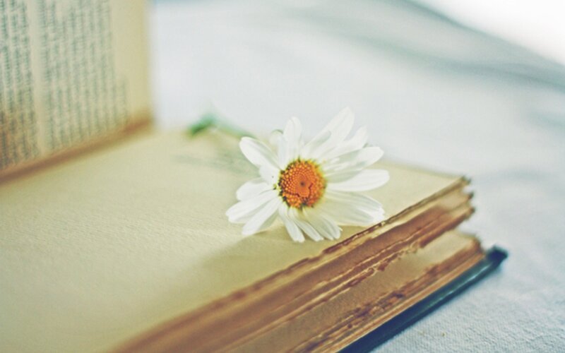 daisy on an old book