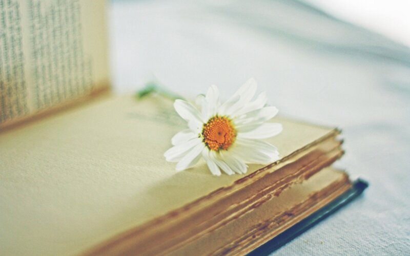 daisy on an old book