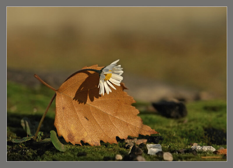 Daisy on Autumn Leaf